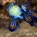 mandarinfish_std_h_0255_pal1134.jpg